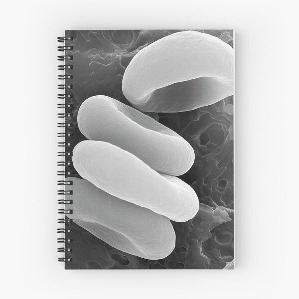 Item preview, Rouleau Formation – Architecture of Human Blood designed and sold by LuluLeb.