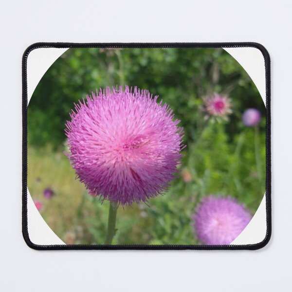 Item preview, Plumeless Thistle Flower Close-Up designed and sold by LastOpe.