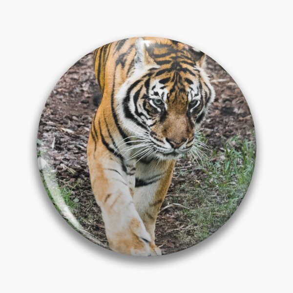 Item preview, Tiger designed and sold by XaviFotografia.
