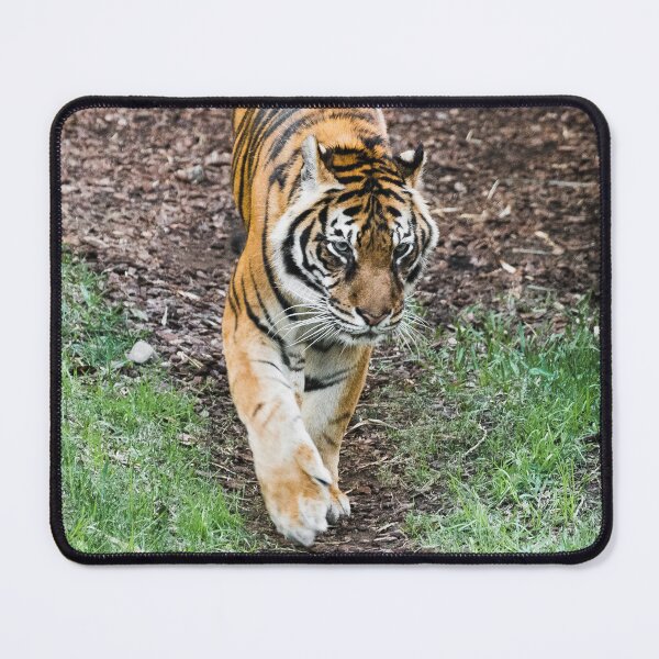 Item preview, Tiger designed and sold by XaviFotografia.