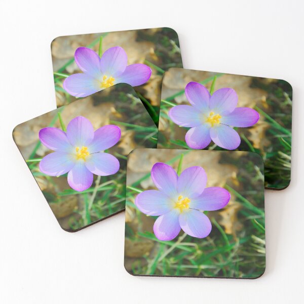 Artikelvorschau, Draufsicht auf eine violette Krokusblüte entworfen und verkauft von ShotsbyDesiree.