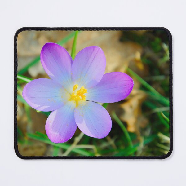 Item preview, Top View of Purple Crocus Flower designed and sold by ShotsbyDesiree.