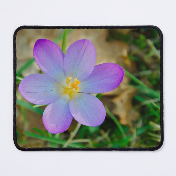 Item preview, Purple Star Crocus designed and sold by ShotsbyDesiree.