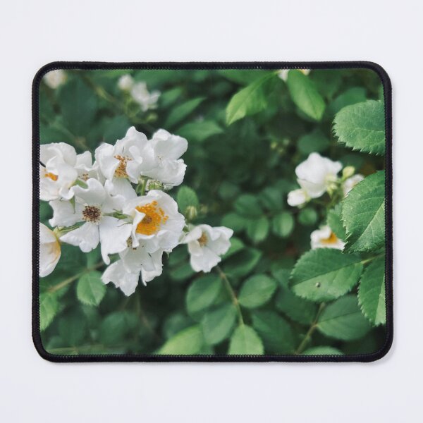 Item preview, Blooming White Roses | EDINSTEPPE Collection designed and sold by E D I N S T E P P E.