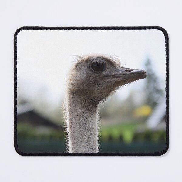 Item preview, Ostrich Head and Neck Closeup Wildlife Bird Concept designed and sold by TatinkaArtskill.