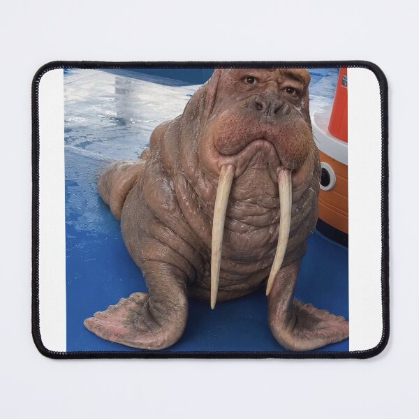 Item preview, weird looking walrus designed and sold by cloudzer0000.