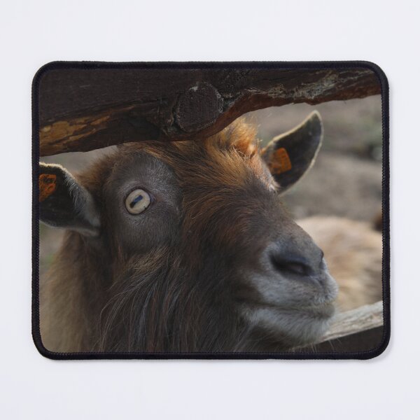 Item preview, Goat Close up Portrait Farm Animal Concept designed and sold by TatinkaArtskill.