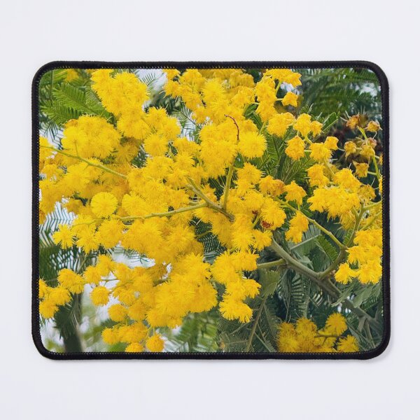 Item preview, Golden Mimosa Acacia Tree in Full Spring Bloom designed and sold by BalkanBloom.