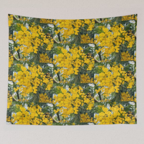 Item preview, Golden Mimosa Acacia Tree in Full Spring Bloom designed and sold by BalkanBloom.