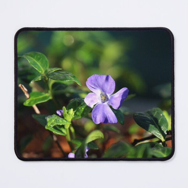 Item preview, Periwinkle flower in sunlight macro designed and sold by TatinkaArtskill.