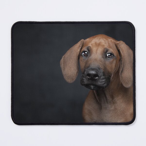 Item preview, Adorable Rhodesian Ridgeback Puppy Portrait Dog Photography designed and sold by LinaDesign Store.
