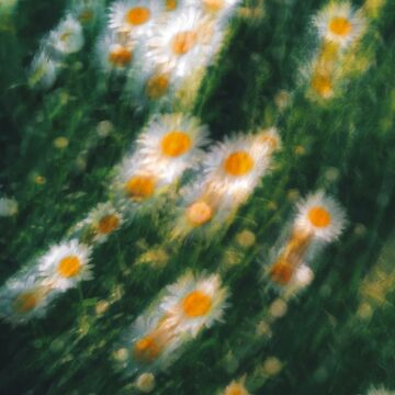Artwork thumbnail, dizzy daisies by BoxyFox