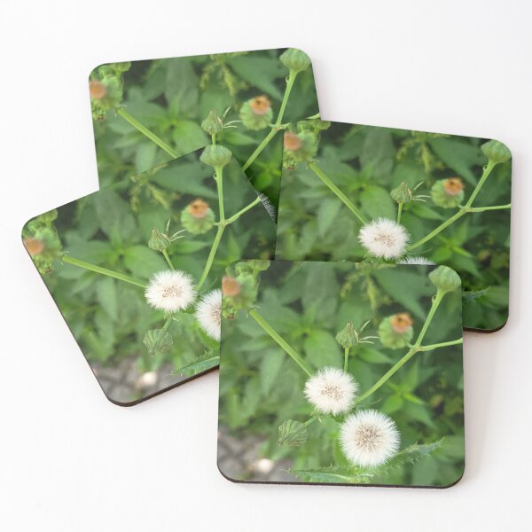 Item preview, White Dandelion Seed Heads designed and sold by PhuongVoArt.