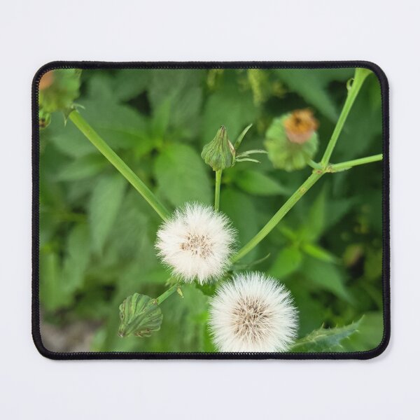 Item preview, White Dandelion Seed Heads designed and sold by PhuongVoArt.