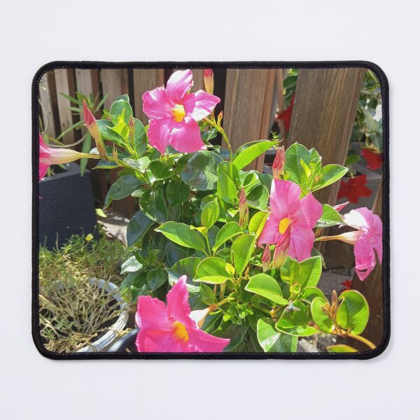 Item preview, Pink Mandevilla Garden Blooms designed and sold by PhuongVoArt.