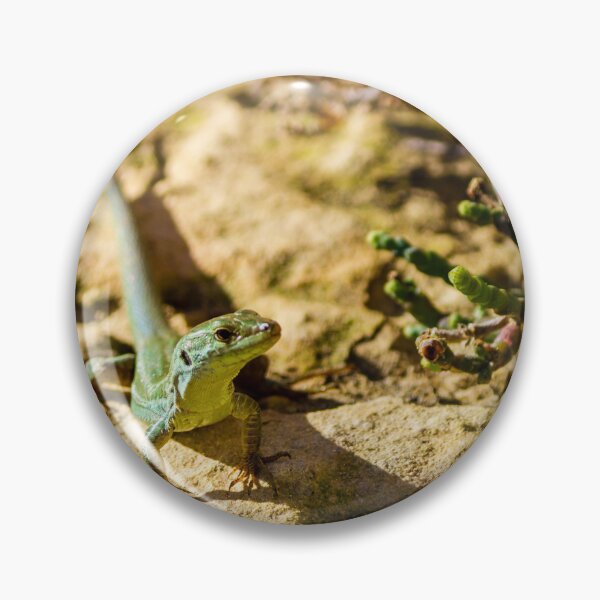 Item preview, Green Lizard on Sunlit Rock Near Coastal Succulent Plant, Close-Up Reptile Portrait designed and sold by Nmallia.