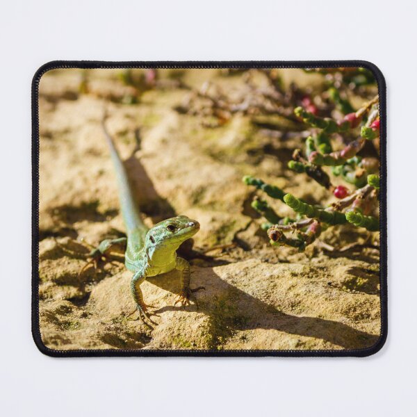 Item preview, Green Lizard on Sunlit Rock Near Coastal Succulent Plant, Close-Up Reptile Portrait designed and sold by Nmallia.