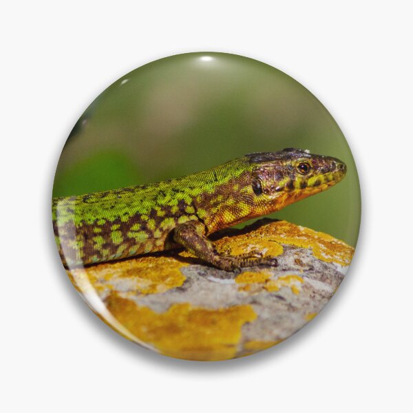 Item preview, Green Lizard on Sunlit Rock Near Coastal Succulent Plant, Close-Up Reptile Portrait designed and sold by Nmallia.