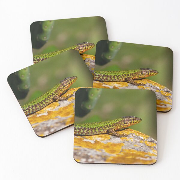 Item preview, Green Lizard on Sunlit Rock Near Coastal Succulent Plant, Close-Up Reptile Portrait designed and sold by Nmallia.