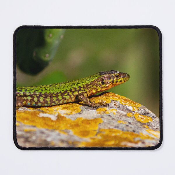 Item preview, Green Lizard on Sunlit Rock Near Coastal Succulent Plant, Close-Up Reptile Portrait designed and sold by Nmallia.
