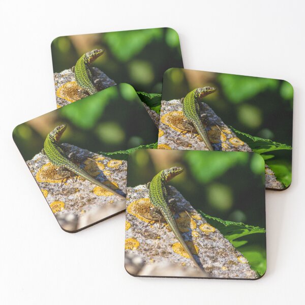 Item preview, Green Lizard on Sunlit Rock Near Coastal Succulent Plant, Close-Up Reptile Portrait designed and sold by Nmallia.