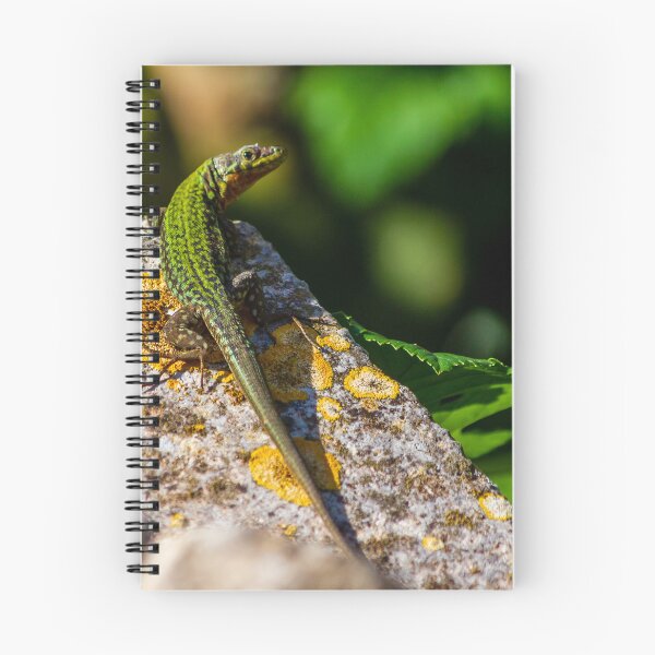 Item preview, Green Lizard on Sunlit Rock Near Coastal Succulent Plant, Close-Up Reptile Portrait designed and sold by Nmallia.