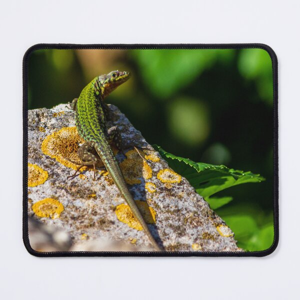 Item preview, Green Lizard on Sunlit Rock Near Coastal Succulent Plant, Close-Up Reptile Portrait designed and sold by Nmallia.