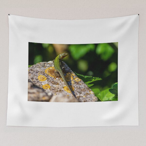 Item preview, Green Lizard on Sunlit Rock Near Coastal Succulent Plant, Close-Up Reptile Portrait designed and sold by Nmallia.