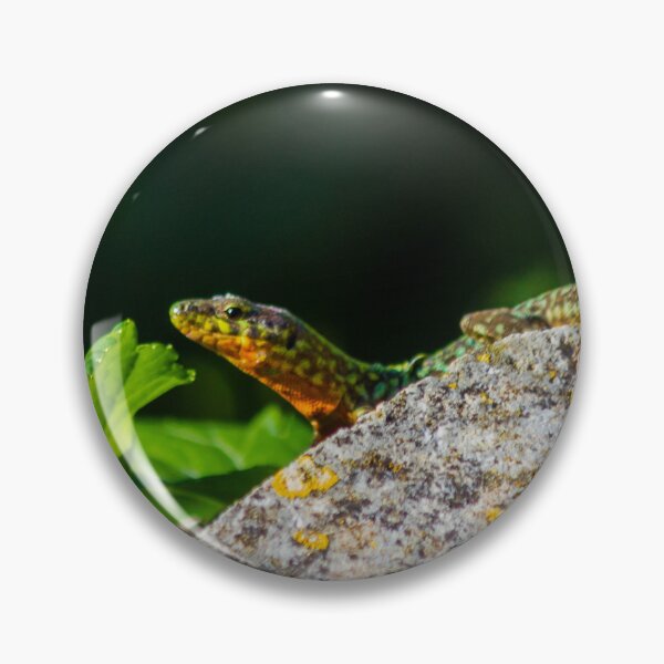 Item preview, Green Lizard on Sunlit Rock Near Coastal Succulent Plant, Close-Up Reptile Portrait designed and sold by Nmallia.