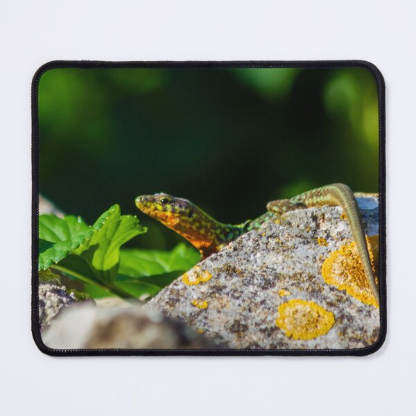 Item preview, Green Lizard on Sunlit Rock Near Coastal Succulent Plant, Close-Up Reptile Portrait designed and sold by Nmallia.