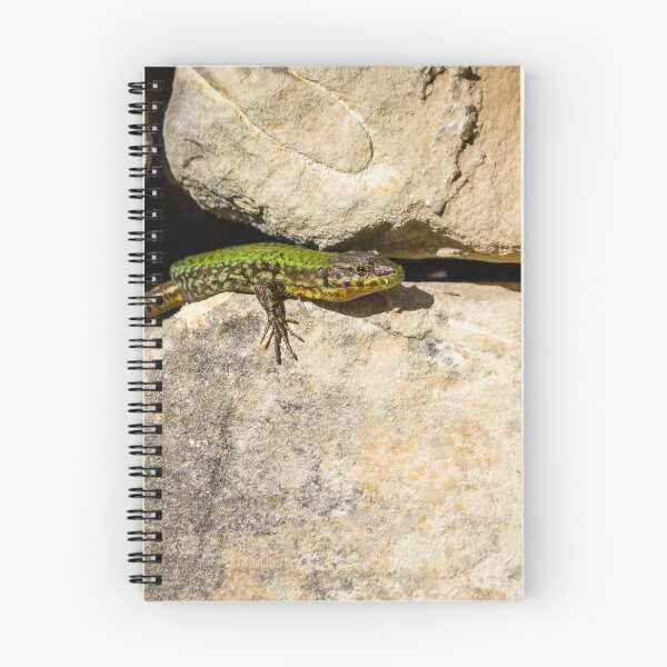 Item preview, Green Lizard on Sunlit Rock Near Coastal Succulent Plant, Close-Up Reptile Portrait designed and sold by Nmallia.