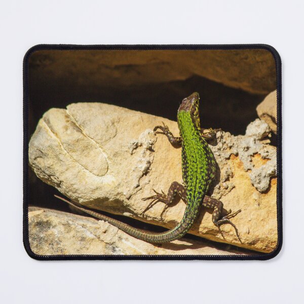 Item preview, Green Lizard on Sunlit Rock Near Coastal Succulent Plant, Close-Up Reptile Portrait designed and sold by Nmallia.