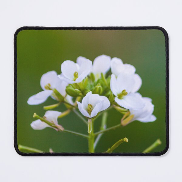 Item preview, Delicate White Wildflower Bloom Close-Up With Soft Green Bokeh Background In Spring Garden designed and sold by Nmallia.