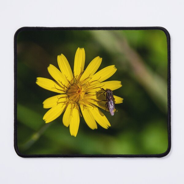 Item preview, Yellow Wildflower With Iridescent Bee Pollinating Bright Petals On Green Natural Background designed and sold by Nmallia.