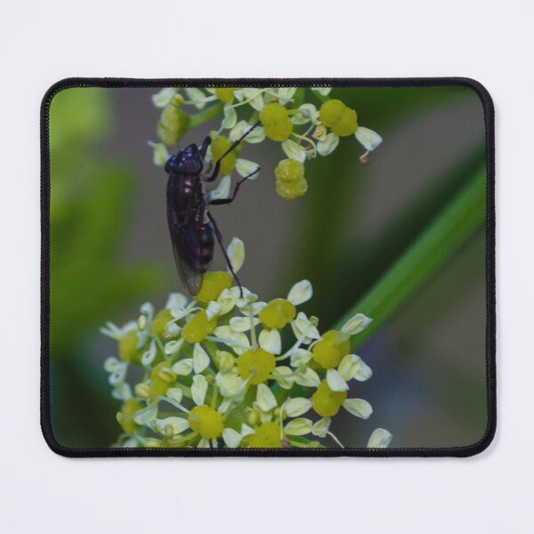 Item preview, Macro Shot Of Two Flies Feeding On Yellow Umbel Flowers In Natural Green Garden Setting designed and sold by Nmallia.