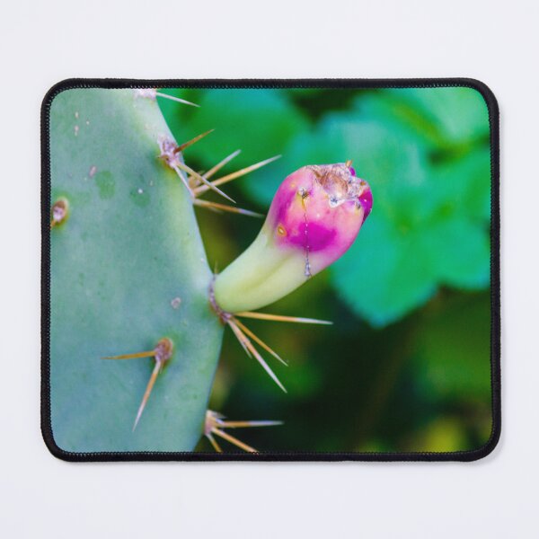 Item preview, Close-Up Of Prickly Pear Cactus Bud On Green Pad With Sharp Spines And Pink Tip designed and sold by Nmallia.