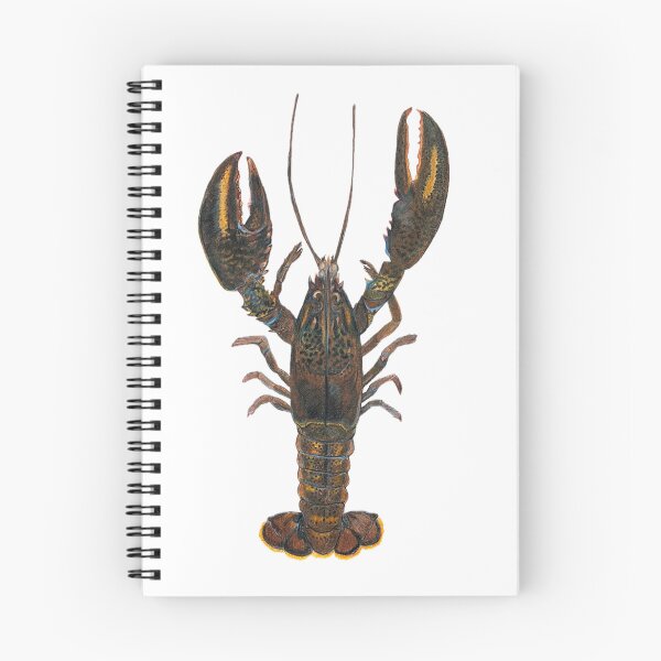 Item preview, American Lobster Original Hand-Drawn Fish Art designed and sold by fishladydesigns.