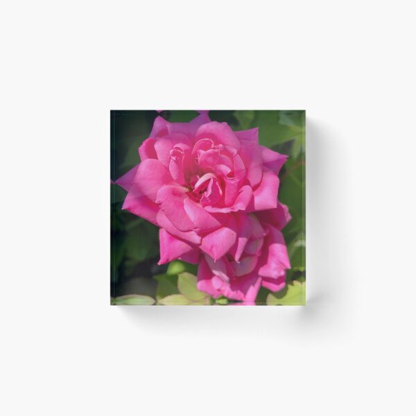 Item preview, Single Pink Rose designed and sold by Notcamerashy.