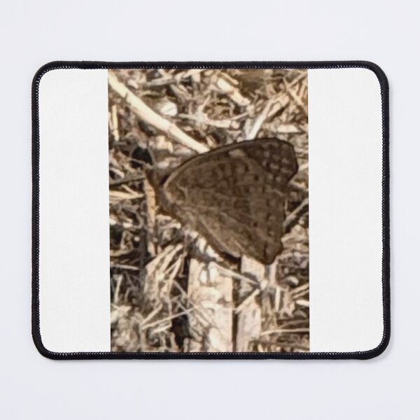 Item preview, Buckeye Butterfly 4093 2026 06 designed and sold by ClaudiasCousin.