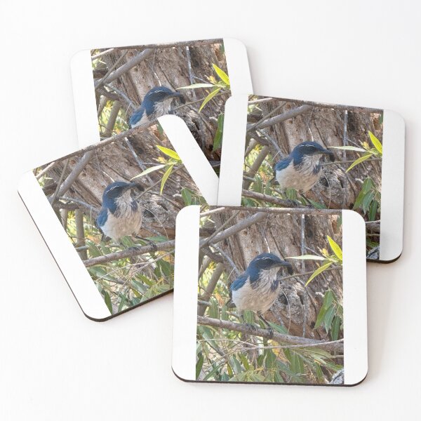 Item preview, California Scrub Jay bird 5512 2026 06 designed and sold by ClaudiasCousin.