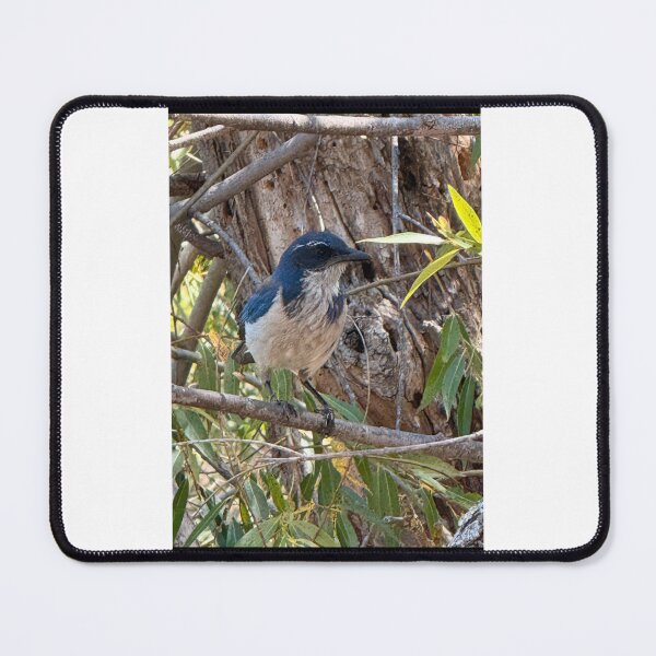 Item preview, California Scrub Jay bird 5512 2026 06 designed and sold by ClaudiasCousin.