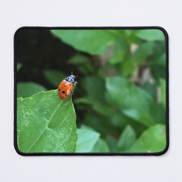 Item preview, Ladybug on a basil leaf designed and sold by RDLT.