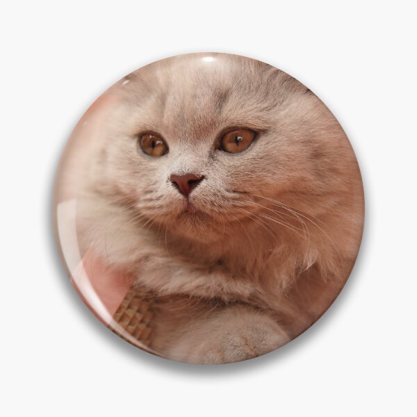 Item preview, Fluffy British Shorthair Kitten Photography Art Print designed and sold by LinaDesign Store.