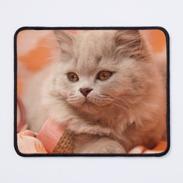 Item preview, Fluffy British Shorthair Kitten Photography Art Print designed and sold by LinaDesign Store.