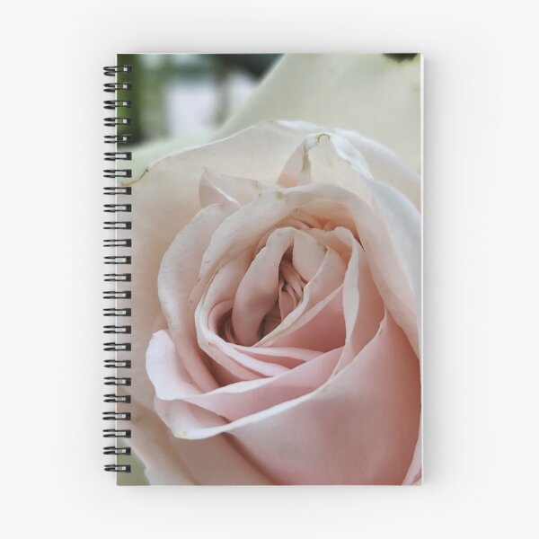 Item preview, Soft Creamy White Pink Rose Rosa Bloom Showing Its Beauty designed and sold by vtspatial.