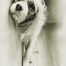 Milo by Simon Aberle