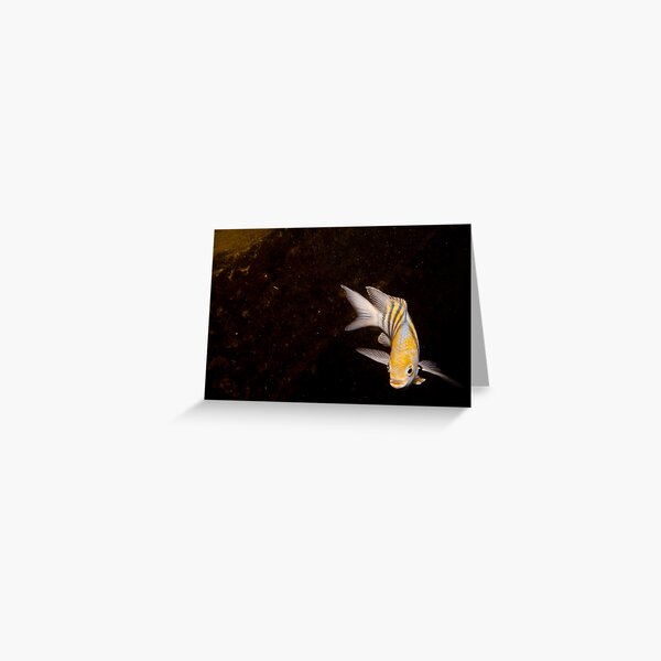 Item preview, Inquisitive fish designed and sold by Mark Elshout.