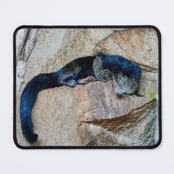 Item preview, Sleeping Binturong designed and sold by Eidetic Photos.
