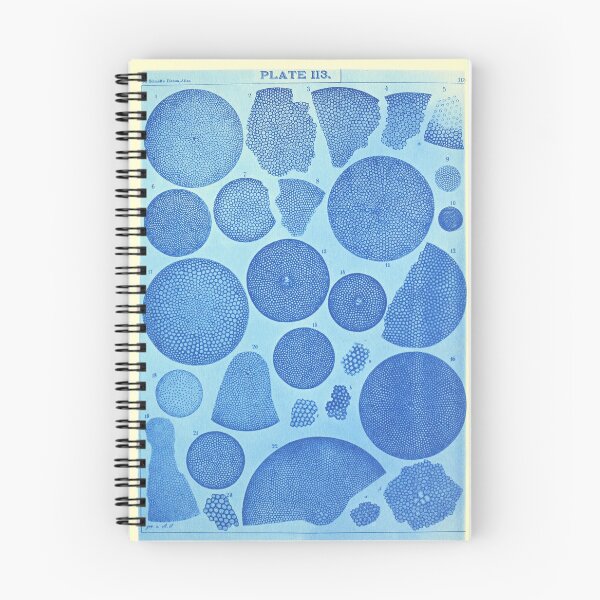 Item preview, Phytoplankton cells from "Diatom Atlas" by Adolf Schmidt, 1890 designed and sold by mariapopova.