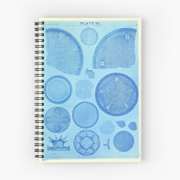 Item preview, Fitoplancton del "Atlas de Diatomeas" de Adolf Schmidt, 1890 designed and sold by mariapopova.